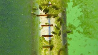 어항 녹조류 제거하는 생물병기 조개물벼룩 군단!