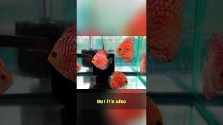 Stop Unnecessary Fish Medication: Avoid Harm!