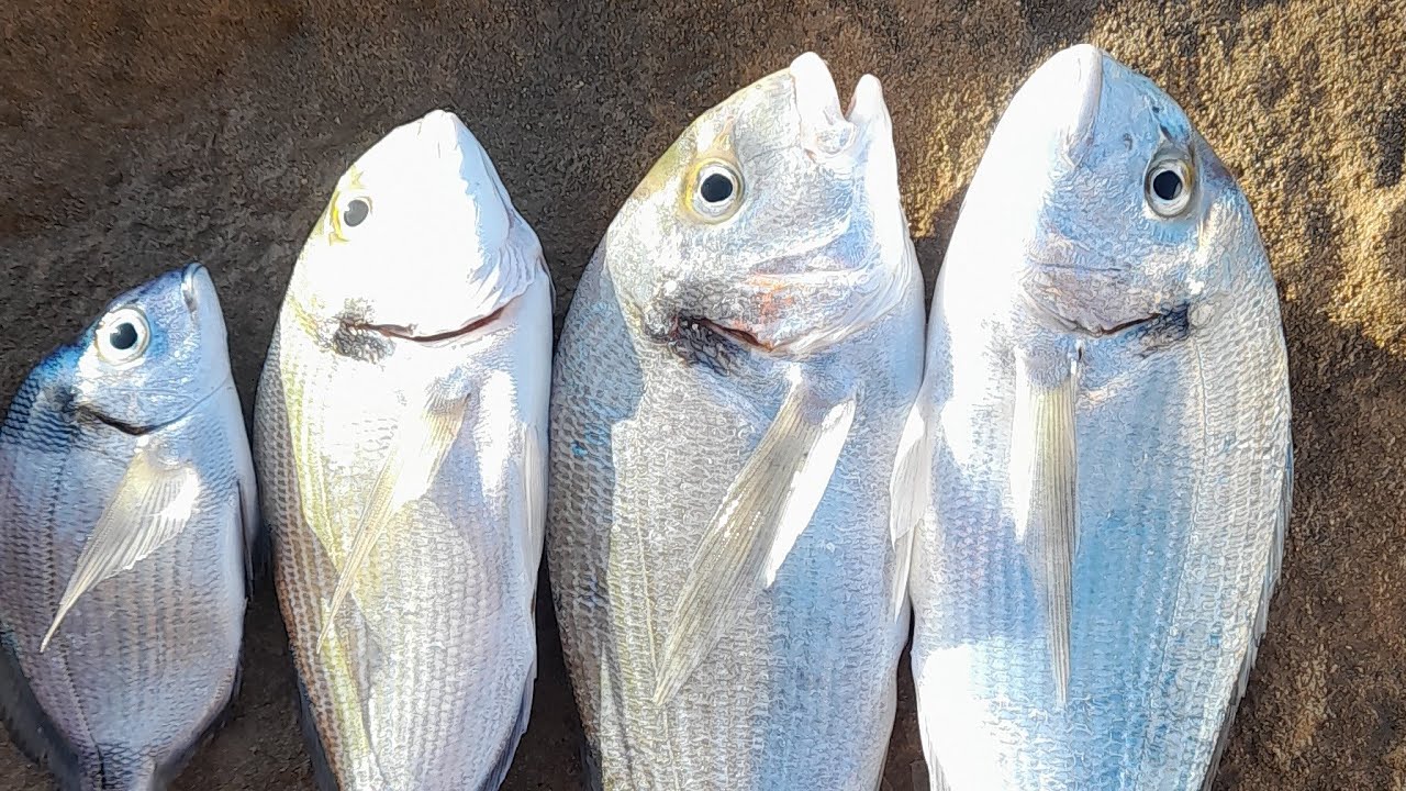 رحلة الصيد مع الأصدقاء الجزء الأول 