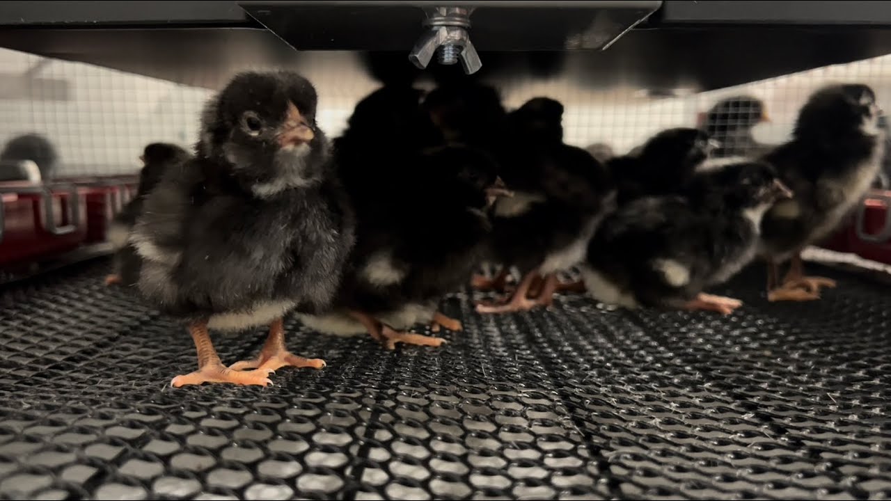 TSC Chick Brooder Updates and Review - YouTube