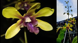 Dendrobium Paras Ayu, Kebun Anggrek Sukowiyono Tulungagung
