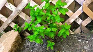 Herbalist guide: Sweet Mint