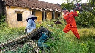 Famous Shocking Moment! Giant Python Found in Abandoned House — Man with Grass Cutter Rushes to Rescue Profile