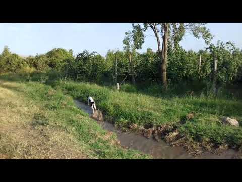 ბიმი გიჟობს