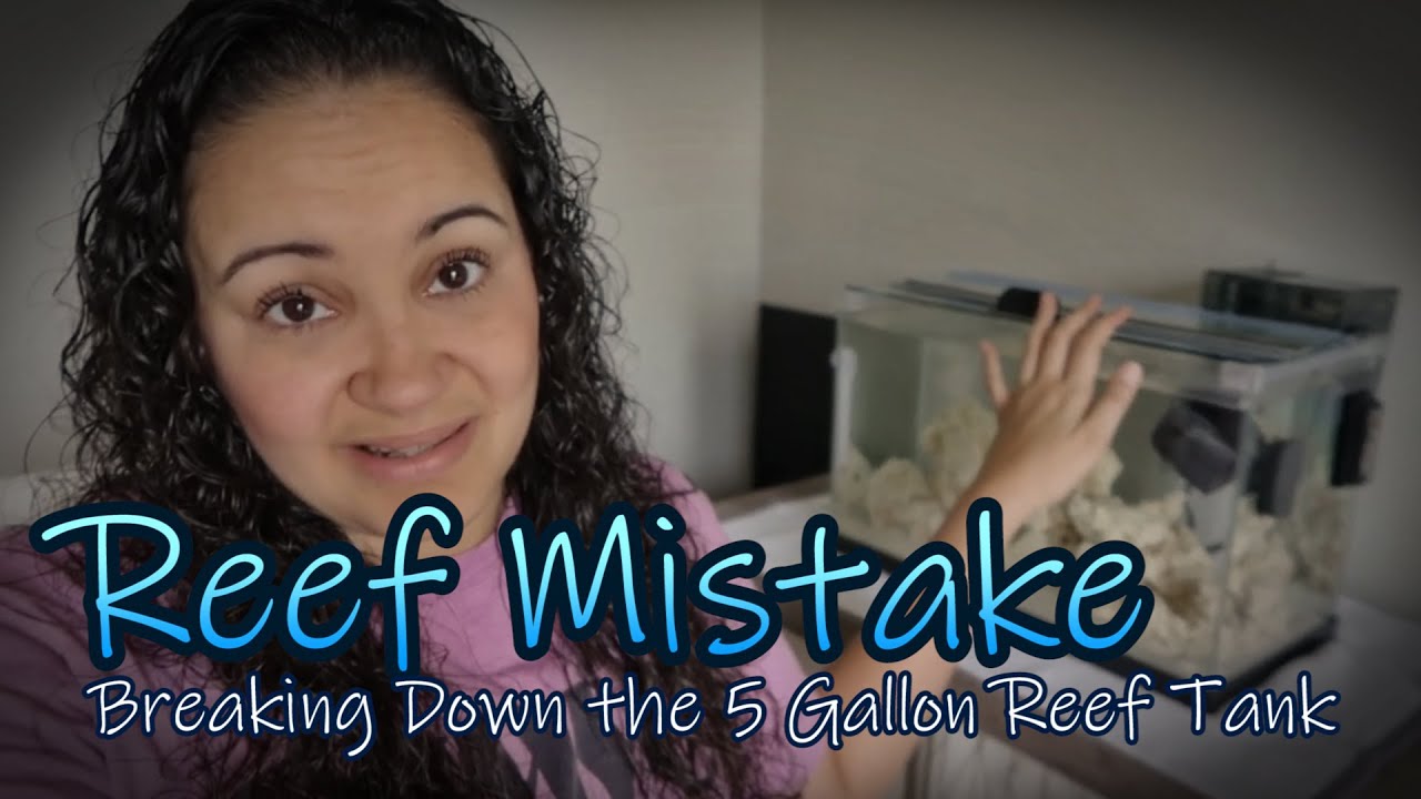 5 Gallon Reef Tank Mistake! | Blue Damsel Reef - YouTube - Mistakes New Reef Tank Owners Make When Feeding Fish