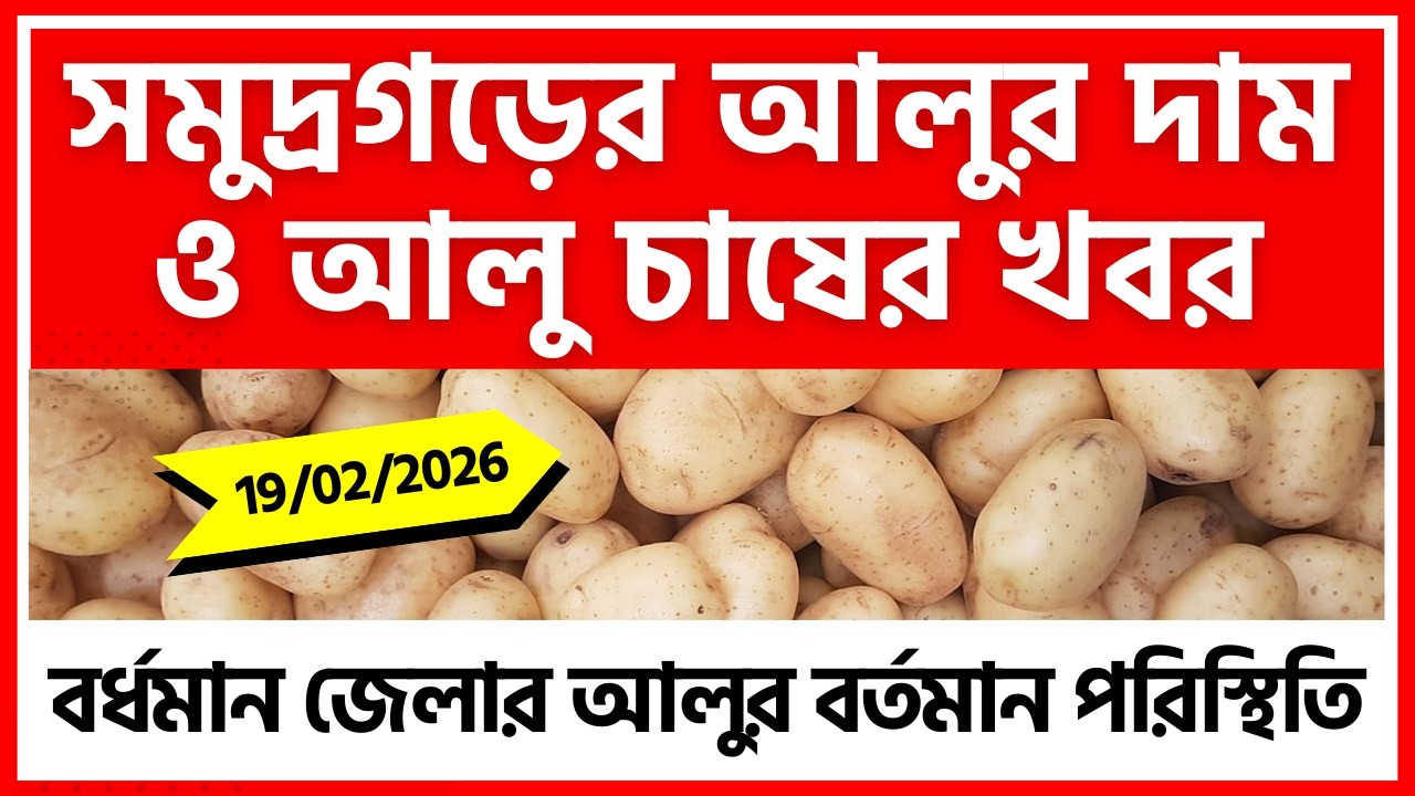 19/02/2026 : সমুদ্রগড়ের আলুর দাম ও চাষের খবর | Potato Price in Samudragarh - India Potato News