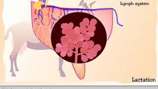 Lactation in the Goat - Anatomy