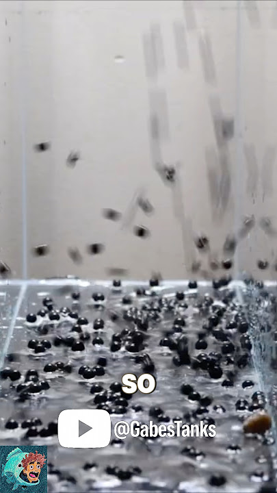 Full video out now!!🐠 #aquarium #fish #aquascape #ecosystem #bettafish