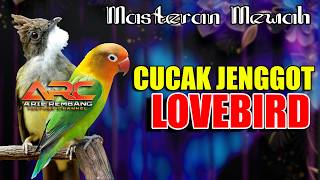 MASTERAN CUCAK JENGGOT VS LOVEBIRD | AUDIO JERNIH