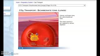 Professor Austin resp review O2 and CO2 loading & UNLOADING
