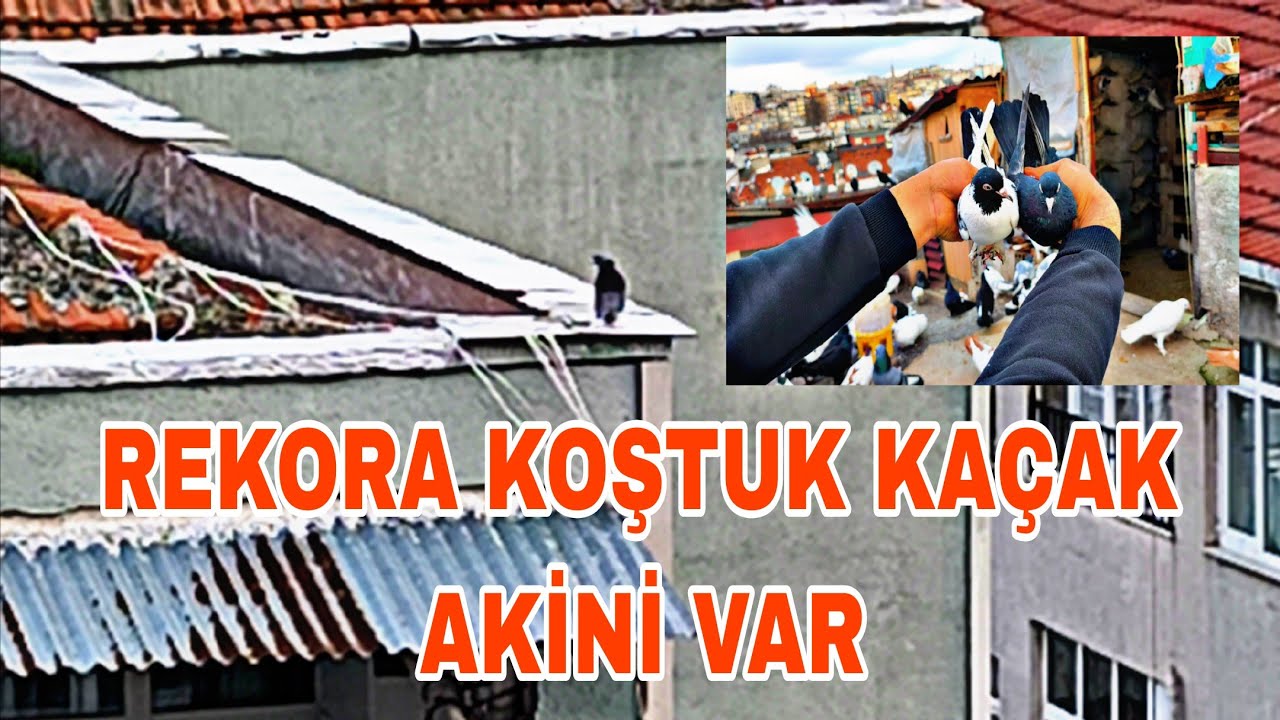 REKORA KOŞTUK KAÇAK AKİNİ VAR KELEBEK MARDİN NE ARASAN ÇOK