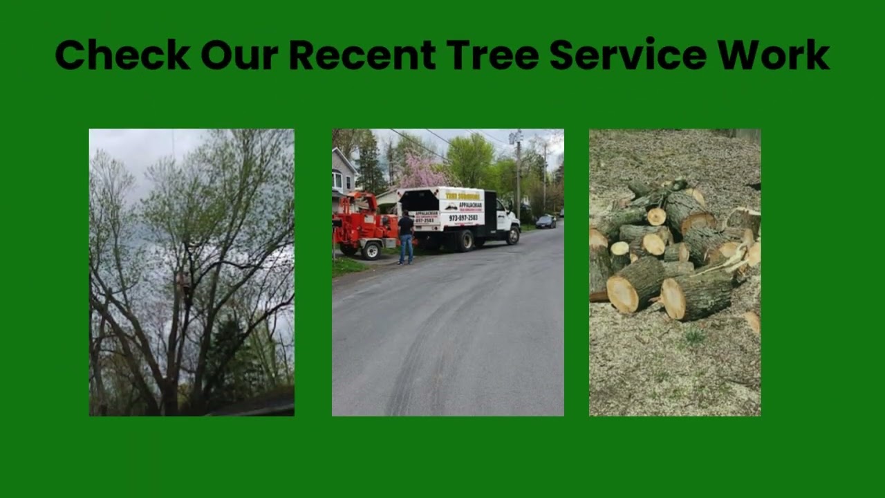 Trusted Tree Services in Orange County, NY | Appalachian Tree Surgeons & Sons