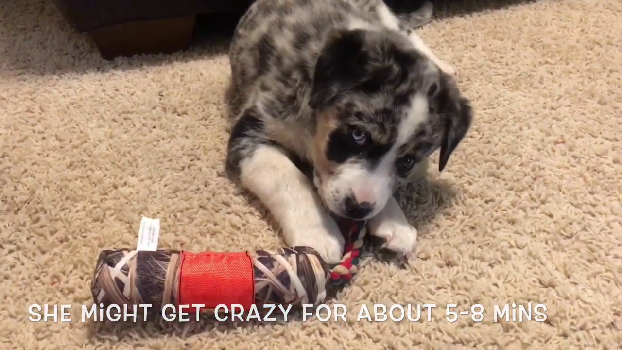 australian shepherd mix puppies