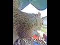 #squirrel #squirrelwatching #everythingnature #backyardwildlife #soundsofnature #squirreleating