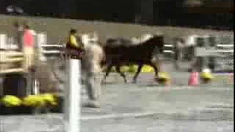 Robin Groves Wins USEF CDE Single Horse