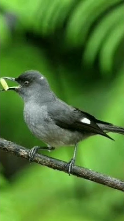 Suara burung murai air || full durasi klik link di bawah ini https://youtu.be/PlXaHM07WgA