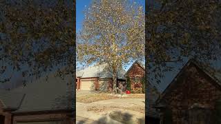 Talando un árbol enfermo por precaución #arbol #enbuscadelosmejoresprecios #lyrics #precaucion
