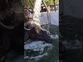 #buffalo#viral dairy farming short#100k views#dairy farmer #farmer boy
