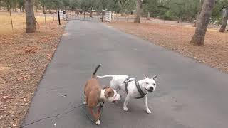 Akc Staffordshire Bull Terriers Ready To Walk