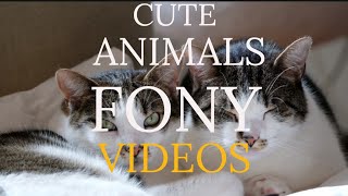 CAT Animals Video Intertentment | Animals Shot Best Fony Videos