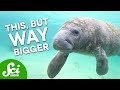 There’s a New Biggest Animal (Maybe)