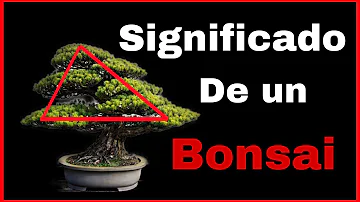 Para que é bom ter um bonsai?