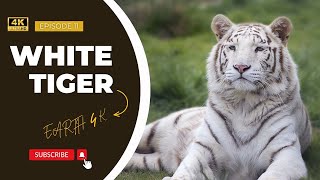 White Tigers | Earth 4K | 4K ( 2160p )