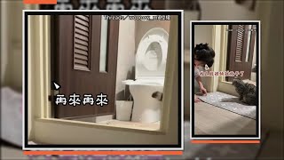 清潔時貓咪「熱心」飛撲幫壓平！ 　反成最大干擾XD