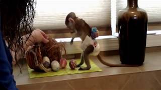 Monkey's First Easter   2019
