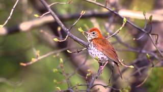 Wood Thrush