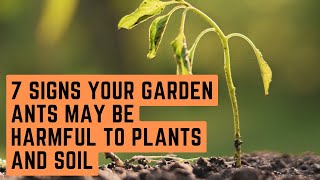 7 Signs Your Garden Ants May Be Harmful to Plants and Soil