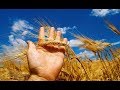 Крым: урожай после засухи