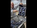 HACIENDO VINO TINTO EN VALLE DE GUADALUPE