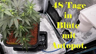 48 Tage in Blüte  mit Autopot.