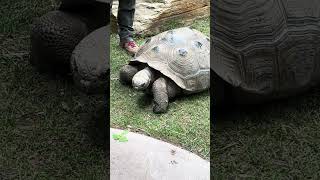 Galapagos giant tortoise close up - Cincinnati Zoo #tortoise #cincinnatizoo #shorts #gianttortoise