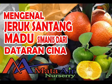 Video: Dari mana asal jeruk mandarin?