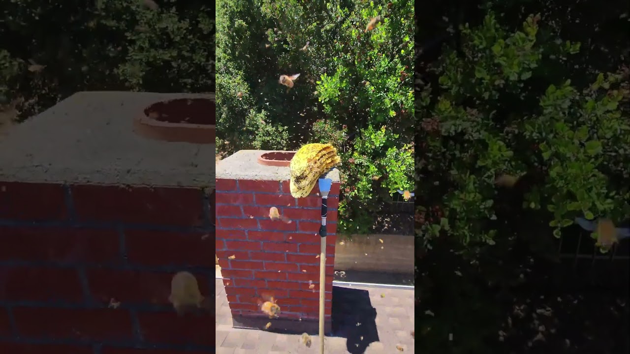 Massive Beehive In A Chimney! | 