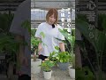 【育てやすさNO.1】最初の植物はポトスがおすすめ🌱初心者でも安心な定番の一鉢