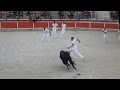 Bellegarde-Raseteur accroché-course Camarguaise-Manade-Daumas&fils-Taureau N°150-2016/05/26