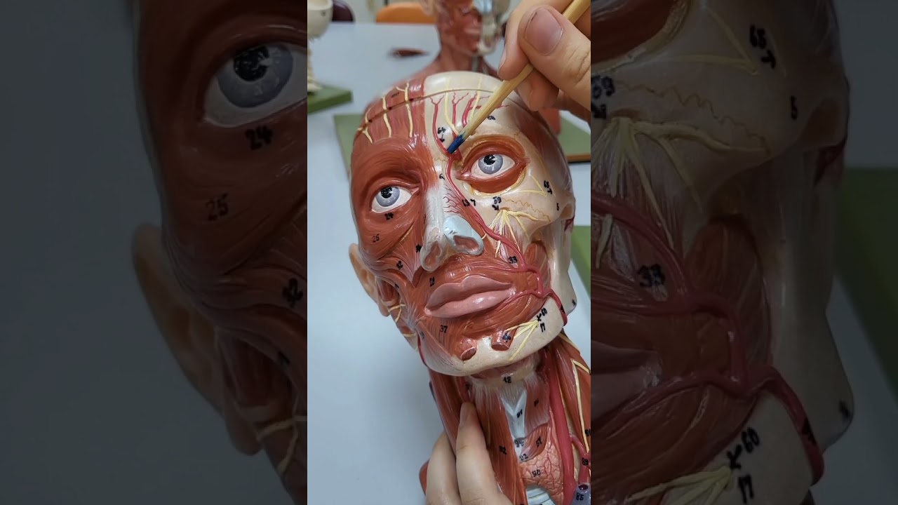 Baş ve boyun damarları anatomisi