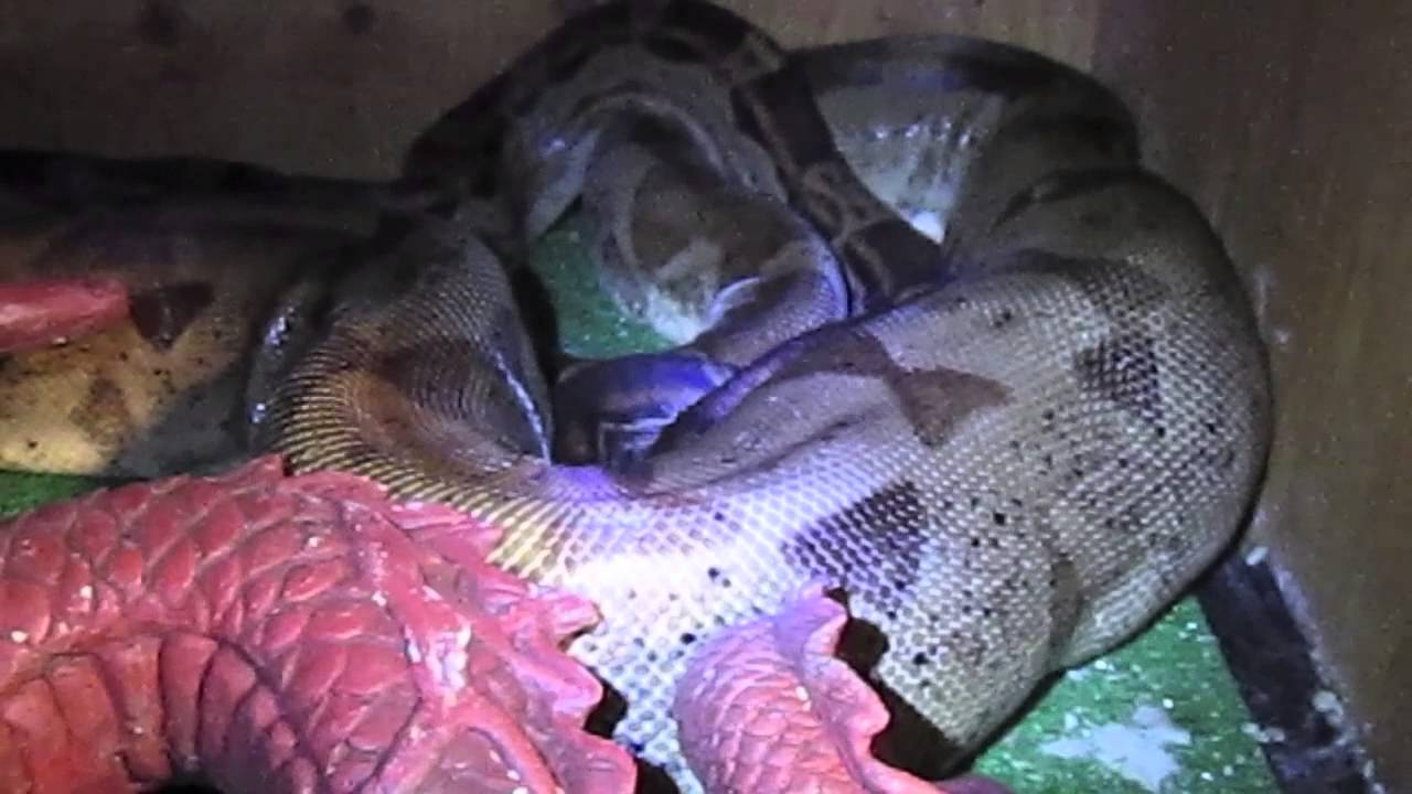 how-to-restore-my-backup-without-a-ledger-wallet 2012-2013 BetterBoa Breedings Week 5