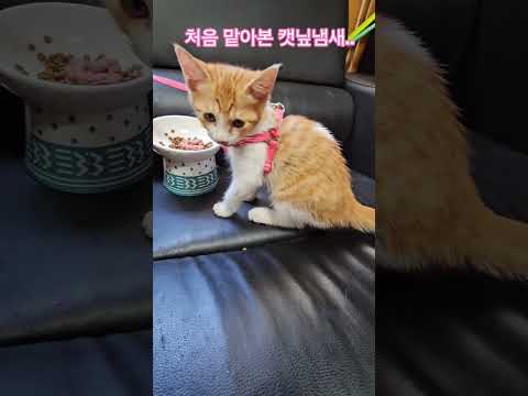덕순이네 가족 #율무 #삼형제집사 #부산강서구