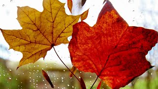 Rain WhatsApp Status video with Nature sound Music🌈|Short 30 Secs|New Nature Love Background Relax screenshot 2