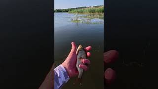 #мормишинг #fishing