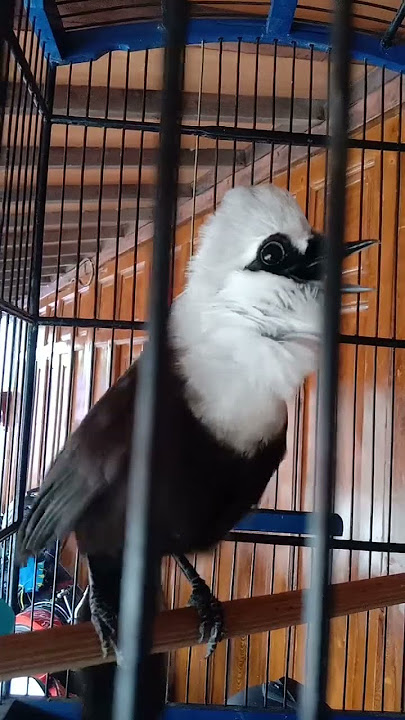 Poksay Jambul Gacor Nembak Nembak