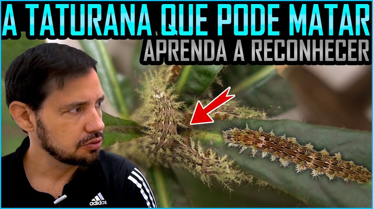 Éguas! Brocado! Kiu! Veja 10 gírias que só os maranhenses usam