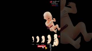 Fetal Growth: Embryonic Development Week By Week