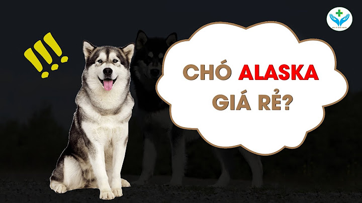 Chó alaska giá bao nhiêu 1 con năm 2024