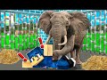 STEF È STATO SCHIACCIATO DA UN ELEFANTE! - MINECRAFT *VITA IN CITTÀ*