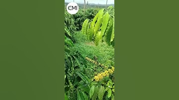 Xóa sổ tuyến trùng và rệp sáp trên cây cà phê #farming #chephamsinhhoc #emina #eminhatban